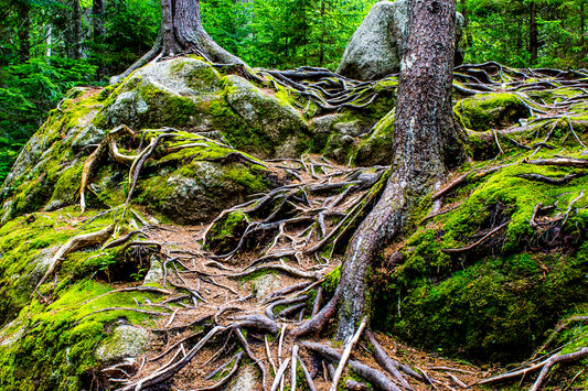 Putting Down Roots - Art Print