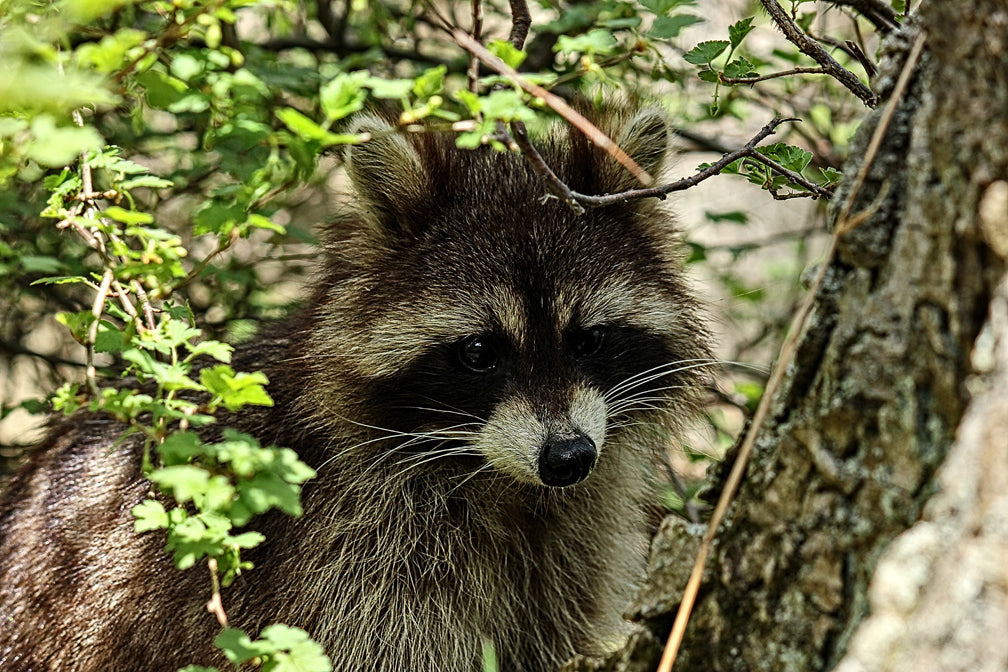 Curious Raccoon - Art Print