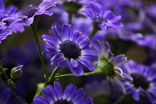 Keeper's Flowers - Art Print