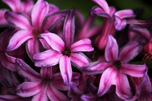 Star Flowers - Art Print