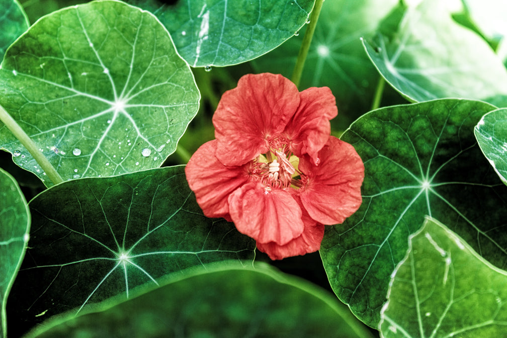 Nasturtium - Art Print