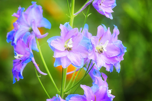 Delphinium - Art Print
