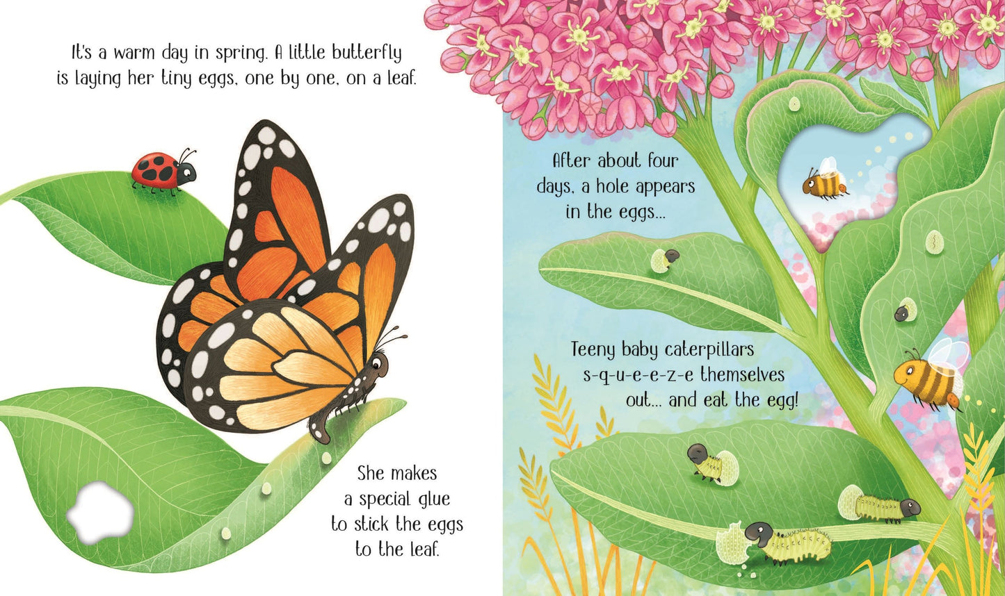 One Little Butterfly - The Life Cycle of a Monarch Butterfly