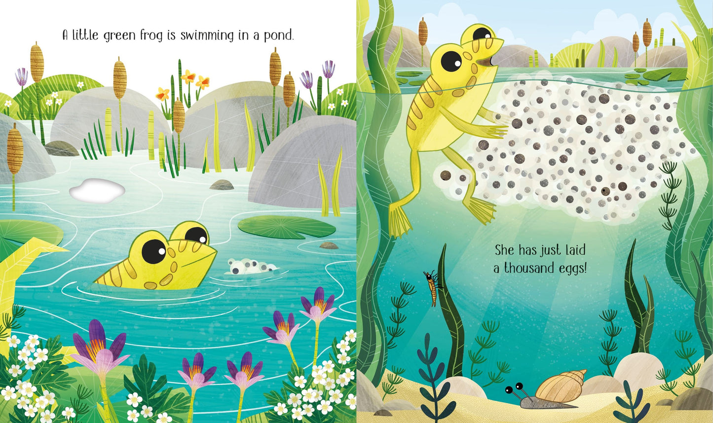 One Little Frog - Usborne Life Cycles Series