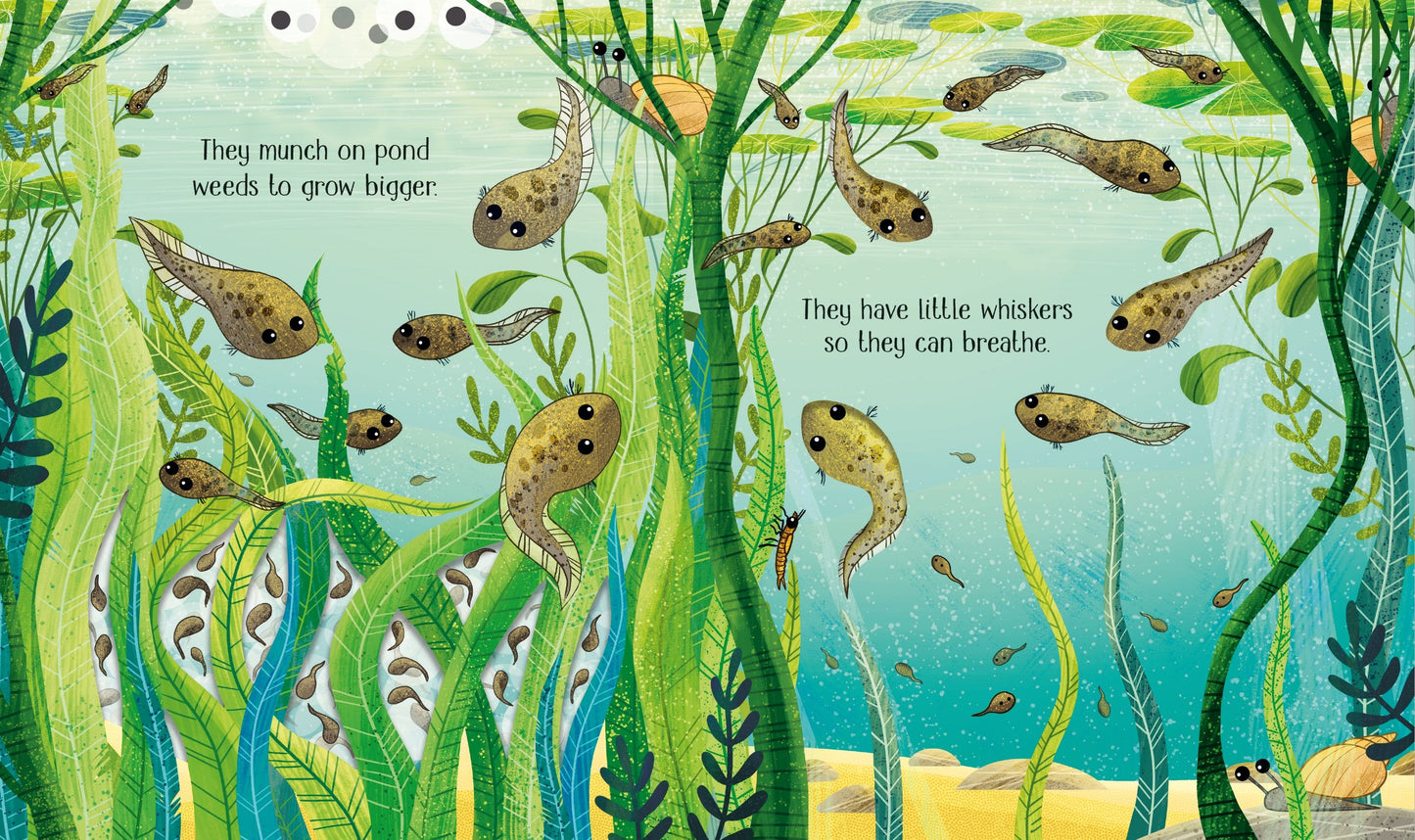 One Little Frog - Usborne Life Cycles Series
