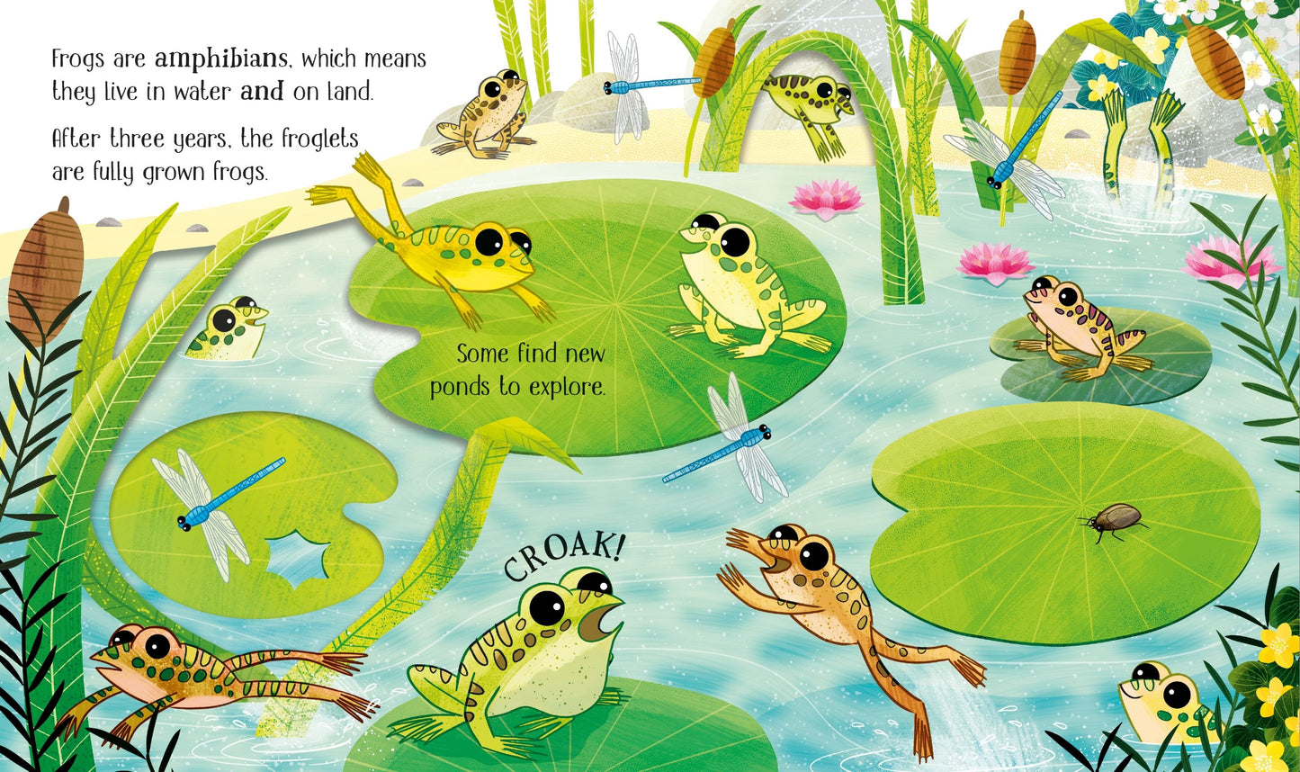 One Little Frog - Usborne Life Cycles Series