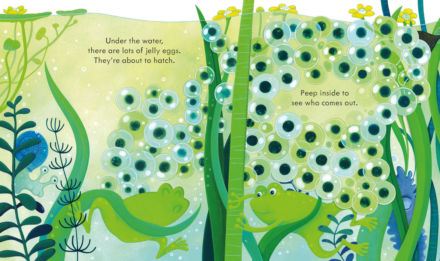 Peep Inside the Pond