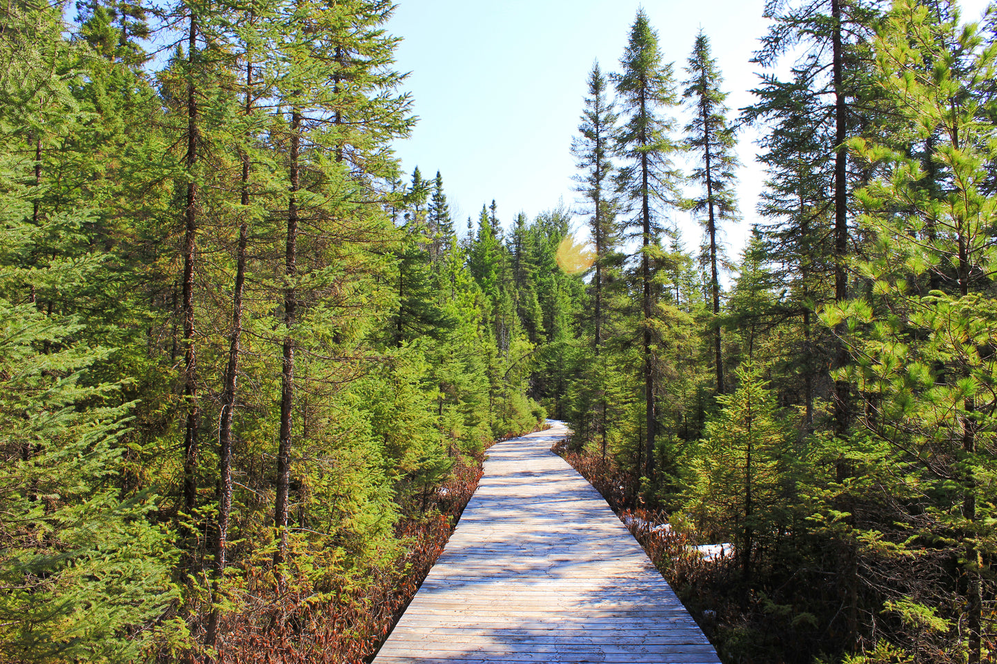 A Forest Stroll - Art Print