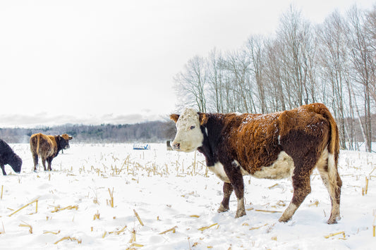 A Cow's Life - Art Print