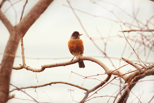 Postcard Robin - Art Print