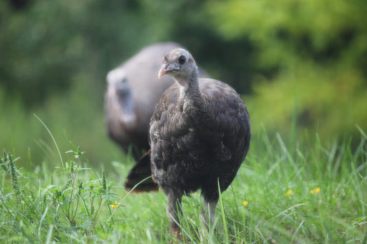 Young Turkey With Mom - Art Print