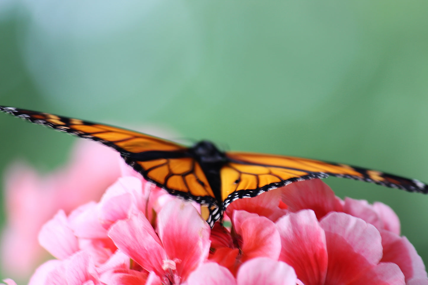Dance Of The Butterfly - Art Print