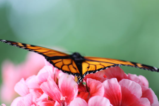 Dance Of The Butterfly - Art Print