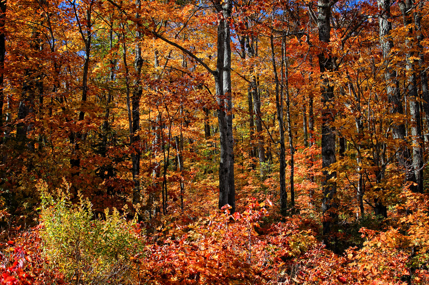 A Forest Unexplored - Art Print