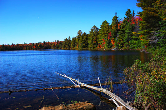 Reflection - Art Print