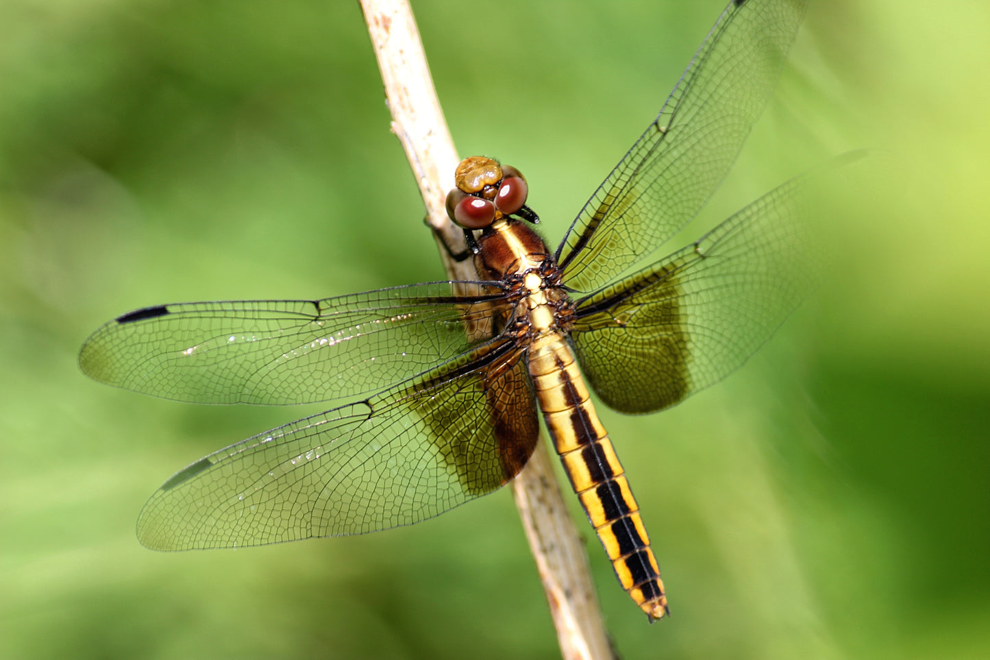 I See A Dragonfly Looking At Me - Art Print