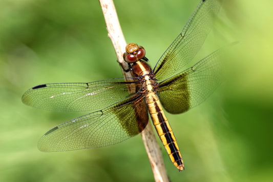 I See A Dragonfly Looking At Me - Art Print