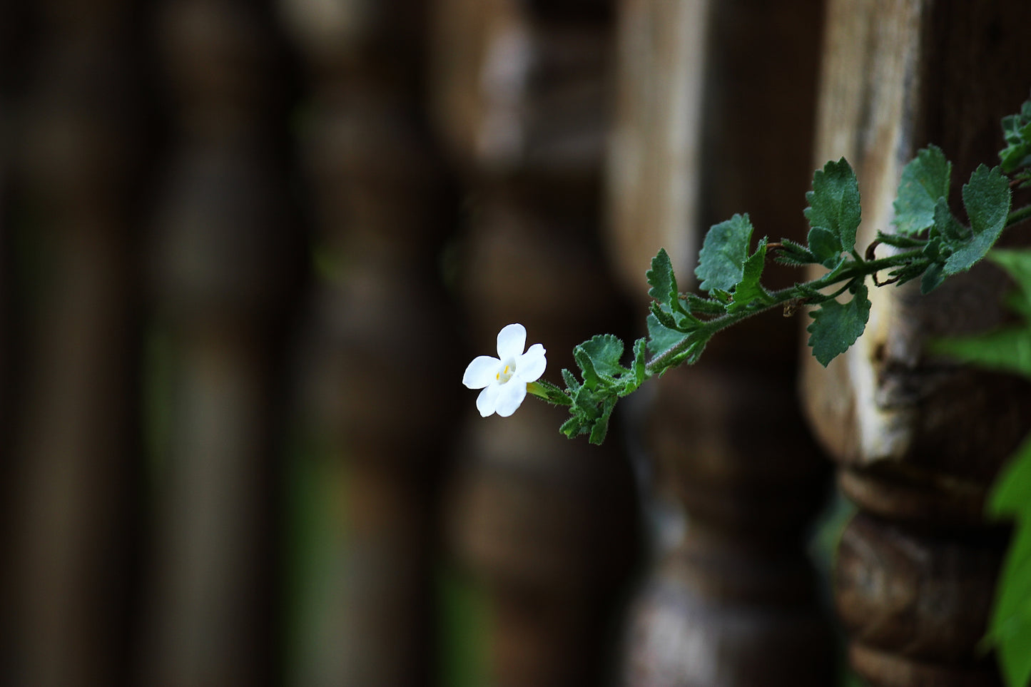 Simplicity - Art Print