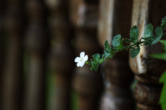 Simplicity - Art Print