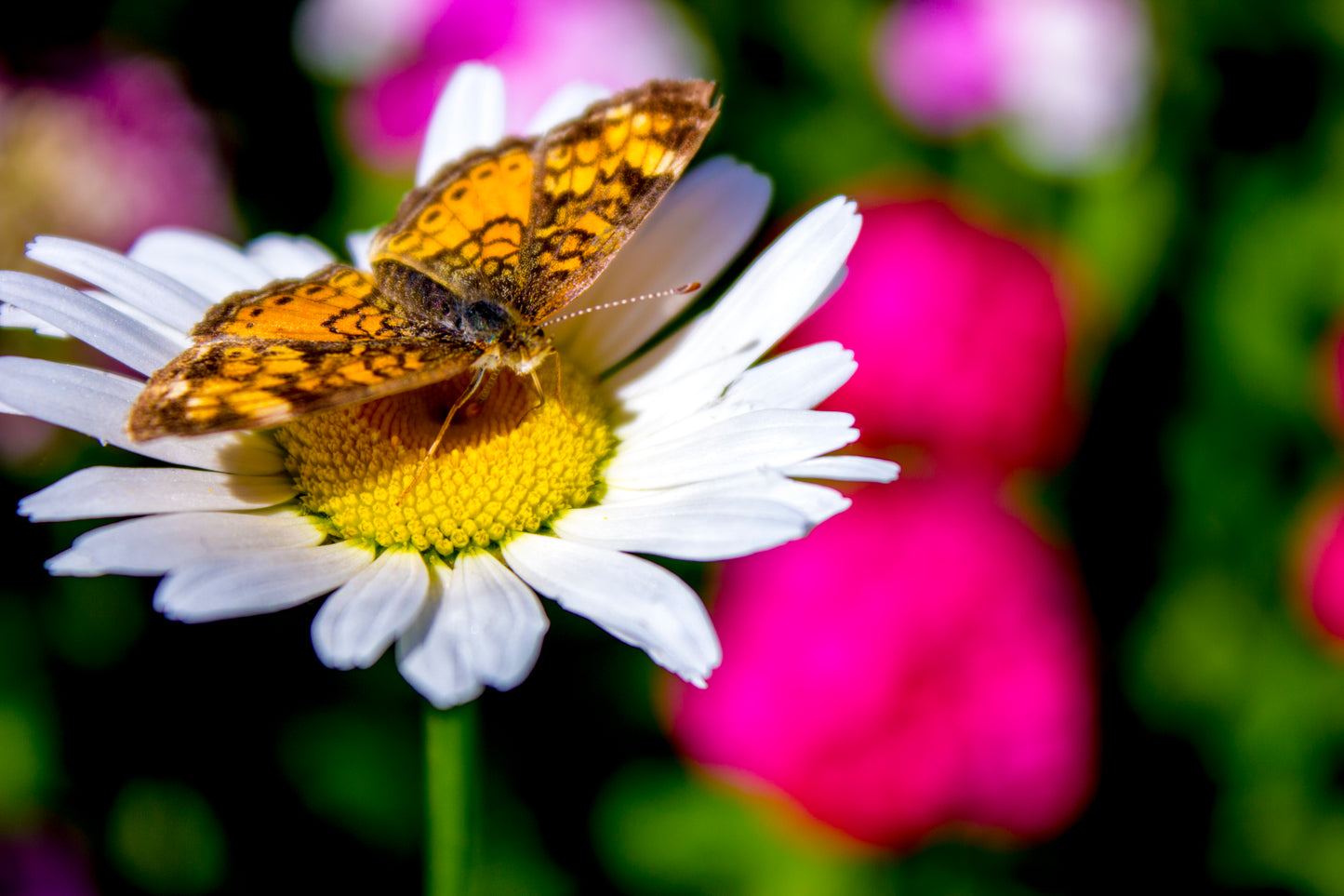 Ready to Fly, Butterfly - Art Print