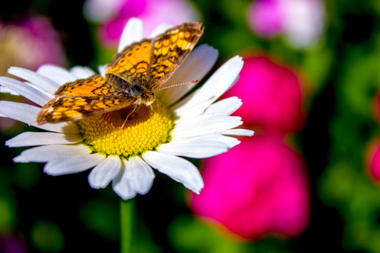 Ready to Fly, Butterfly - Art Print