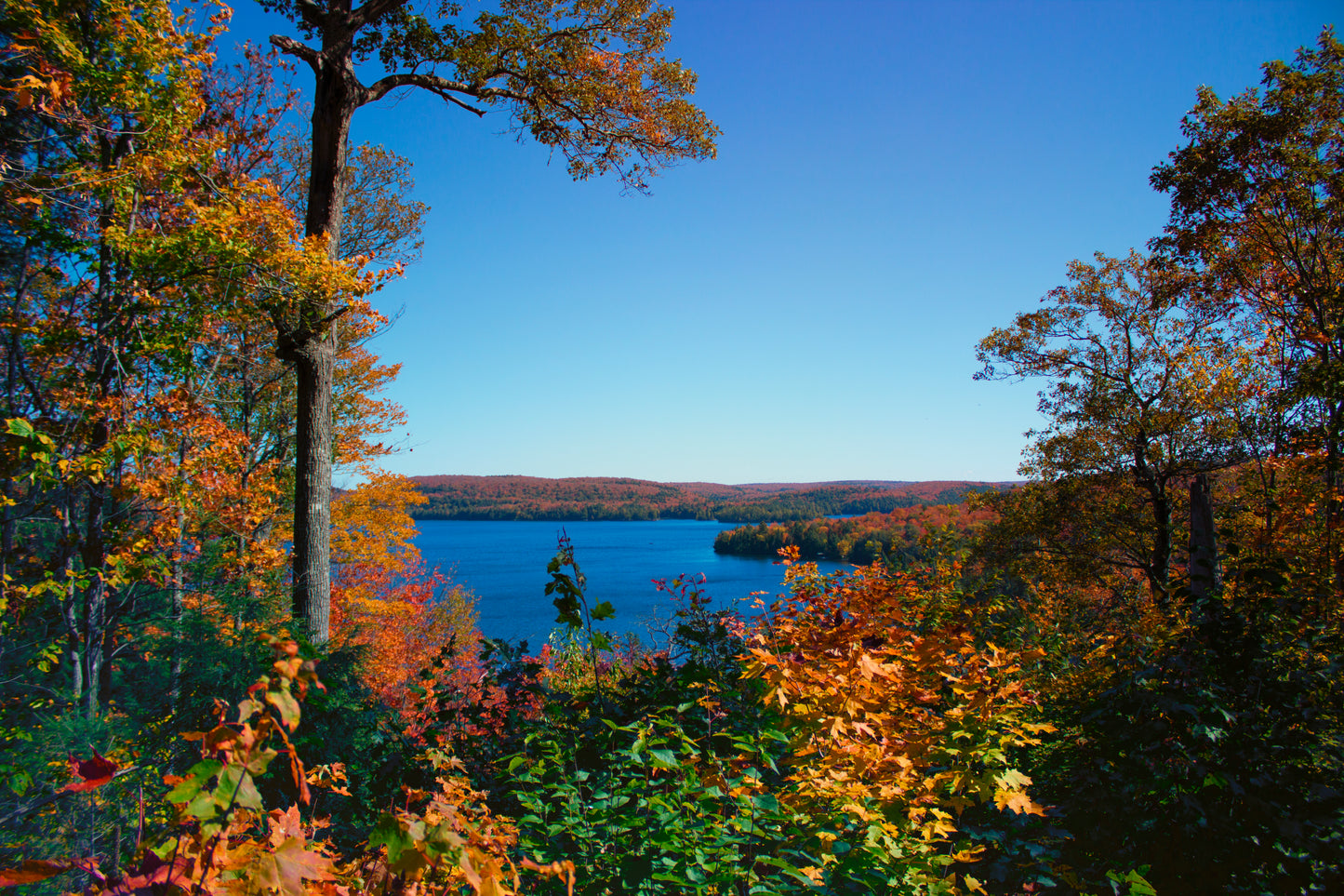 Algonquin - Art Print