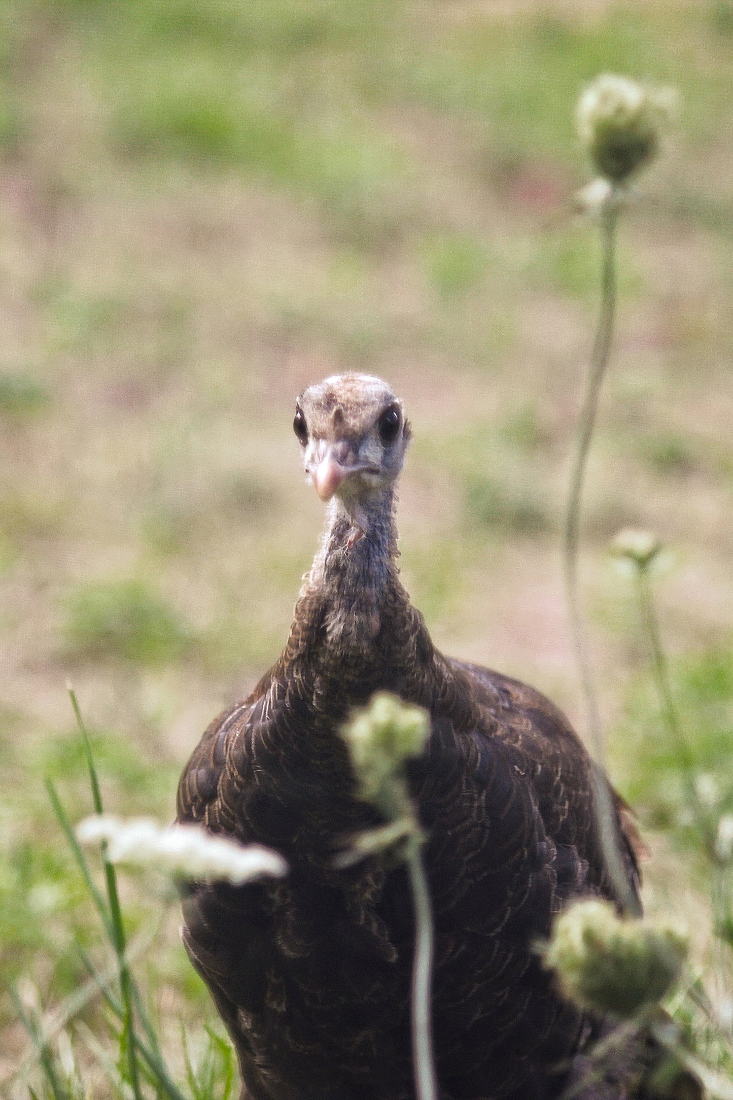 Young Turkey - Art Print