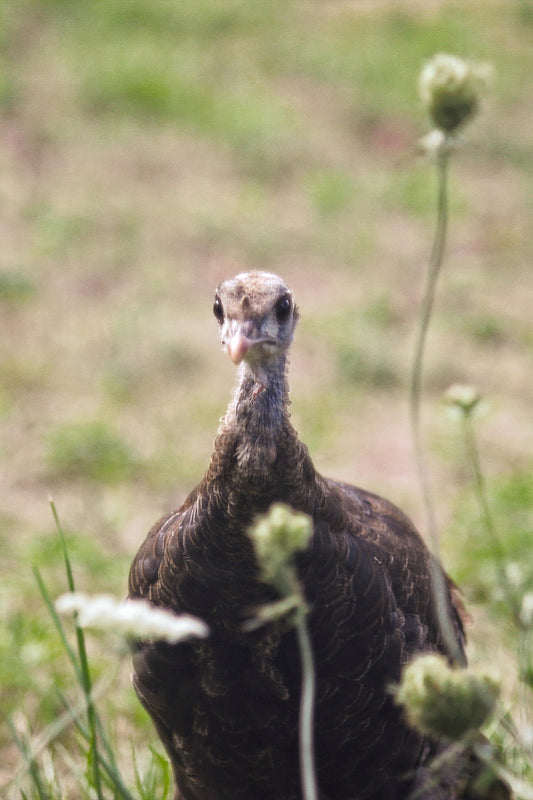 Young Turkey - Art Print