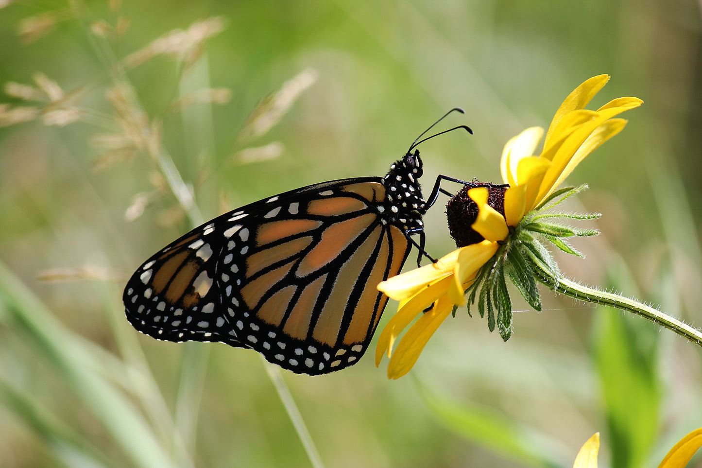 Monarch Butterfly - Art Print