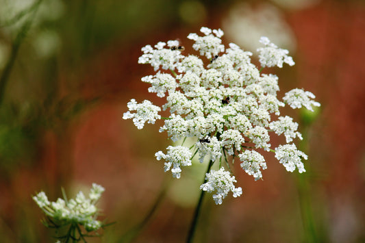 Daucus Carota - Art Print