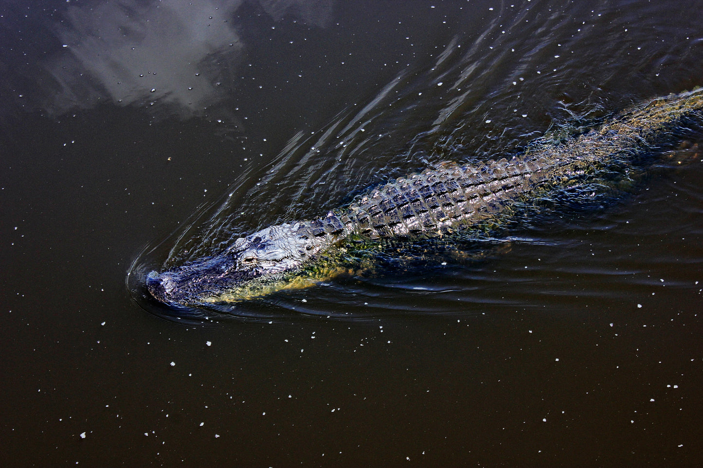 Alligator - Art Print