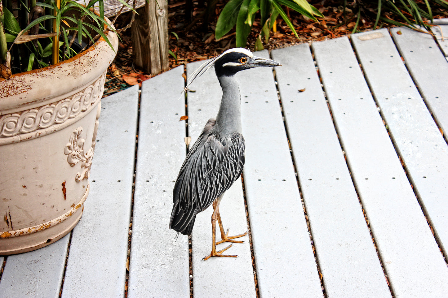 Funny Bird - Art Print