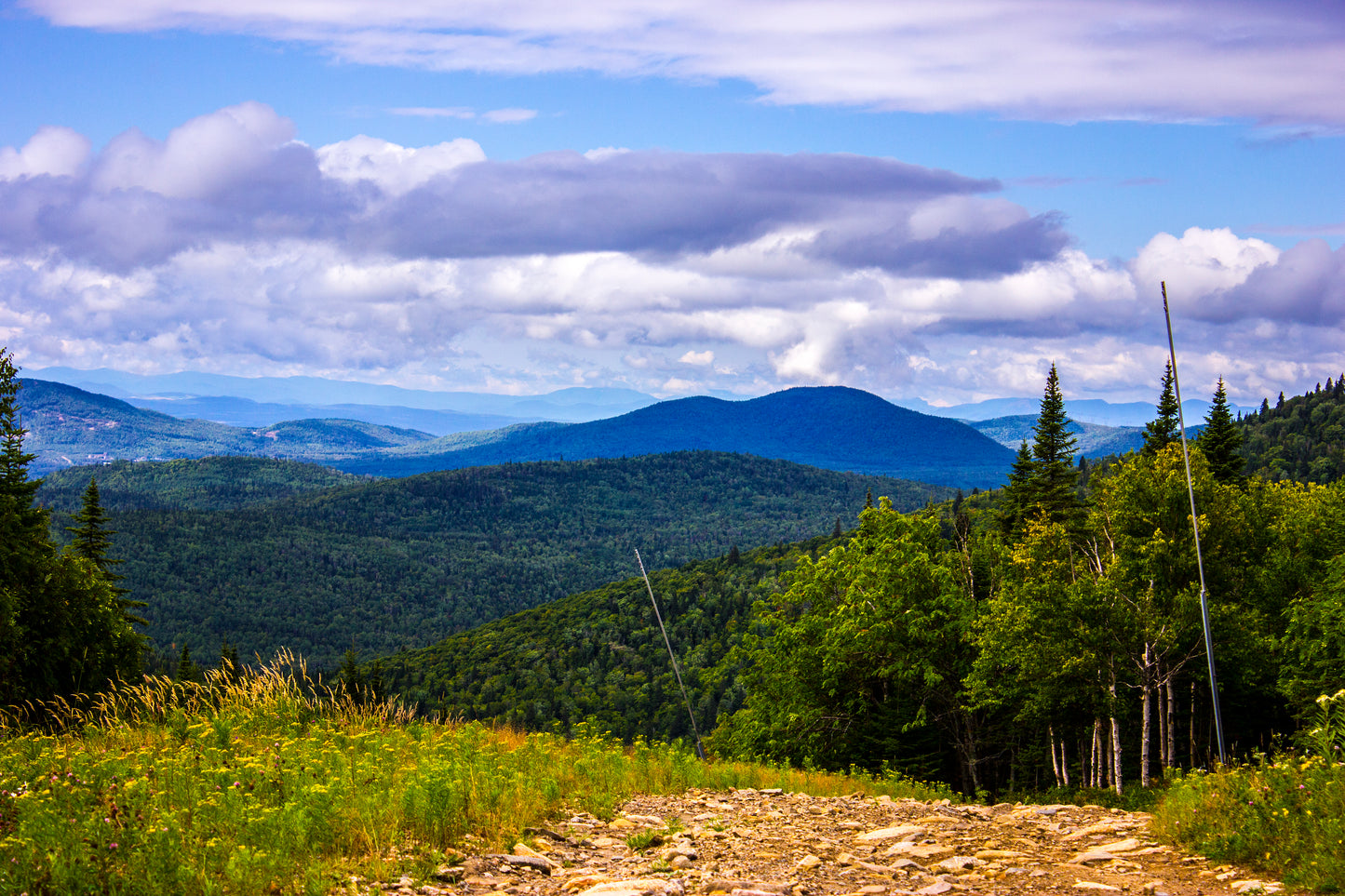 If I Was A Bird - Art Print