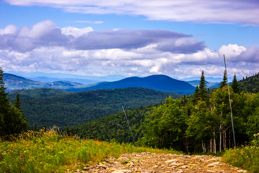 If I Was A Bird - Art Print