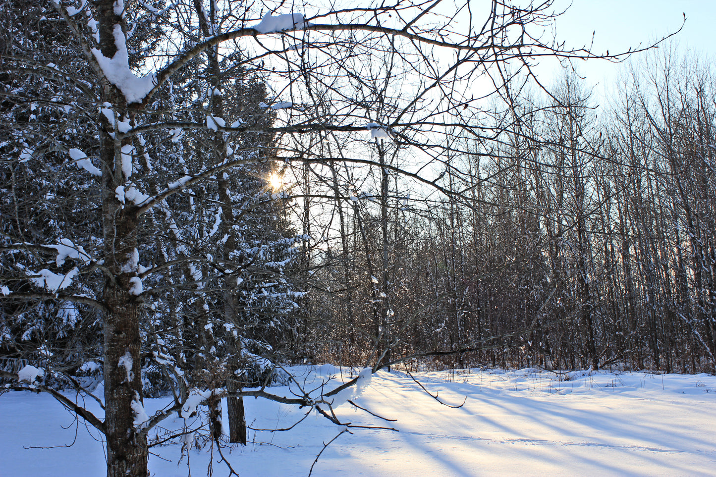 Winter In Georgina - Art Print