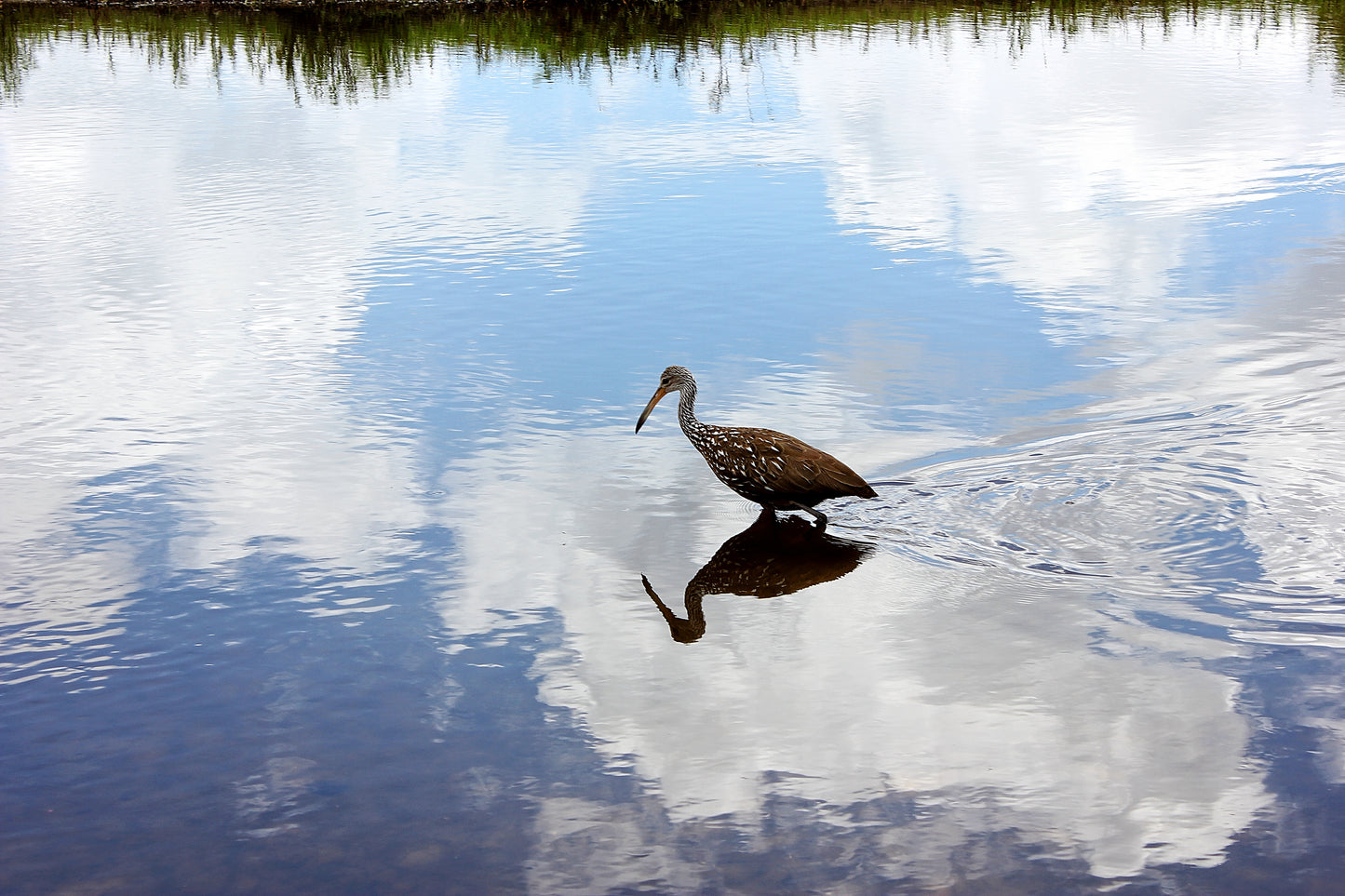 On Silver Lake - Art Print