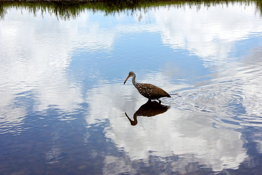 On Silver Lake - Art Print