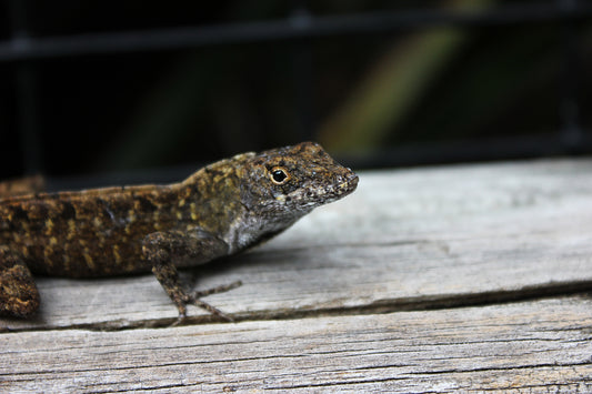 Inquisitive - Art Print