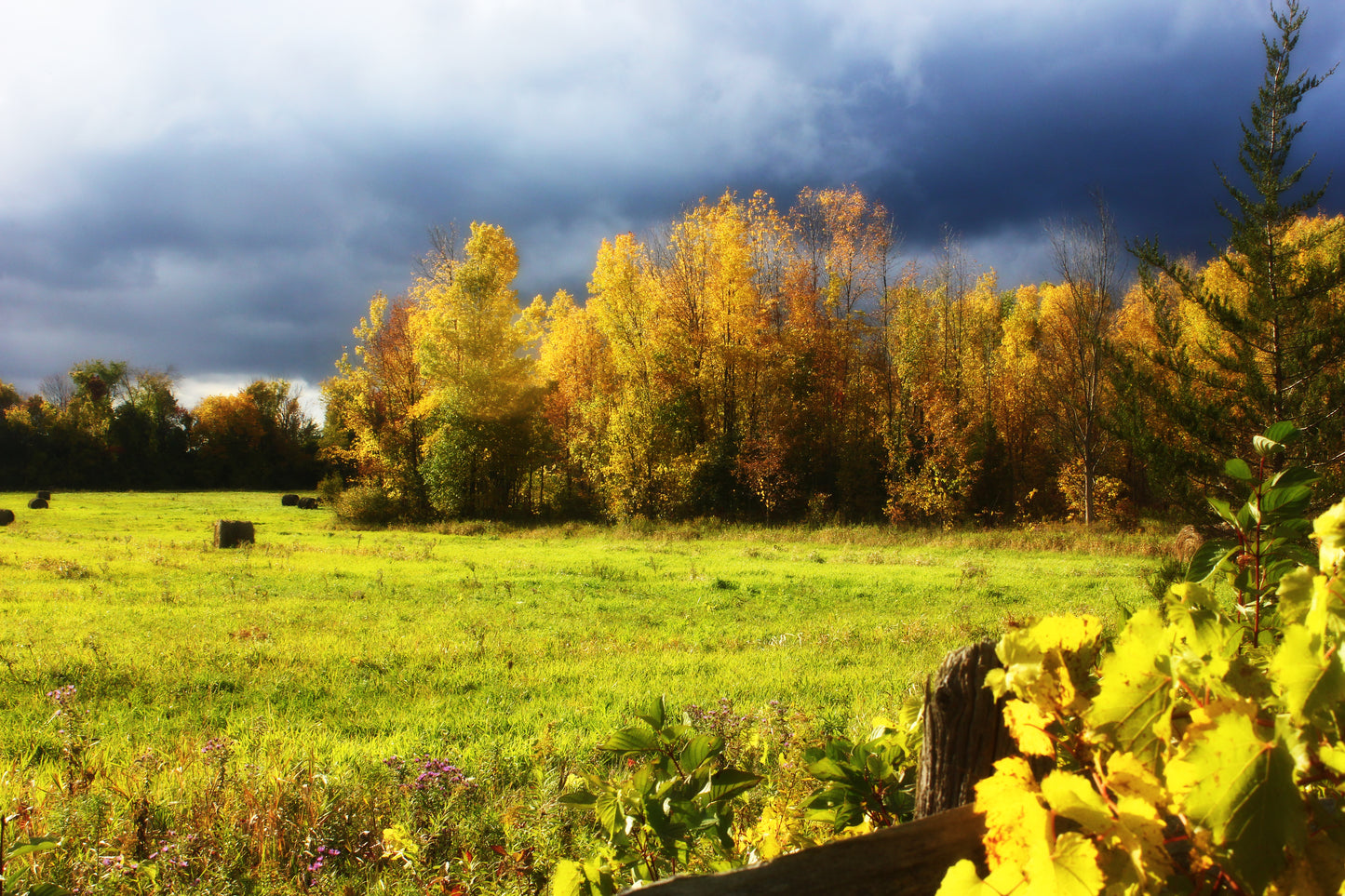 Autumn In Georgina - Art Print