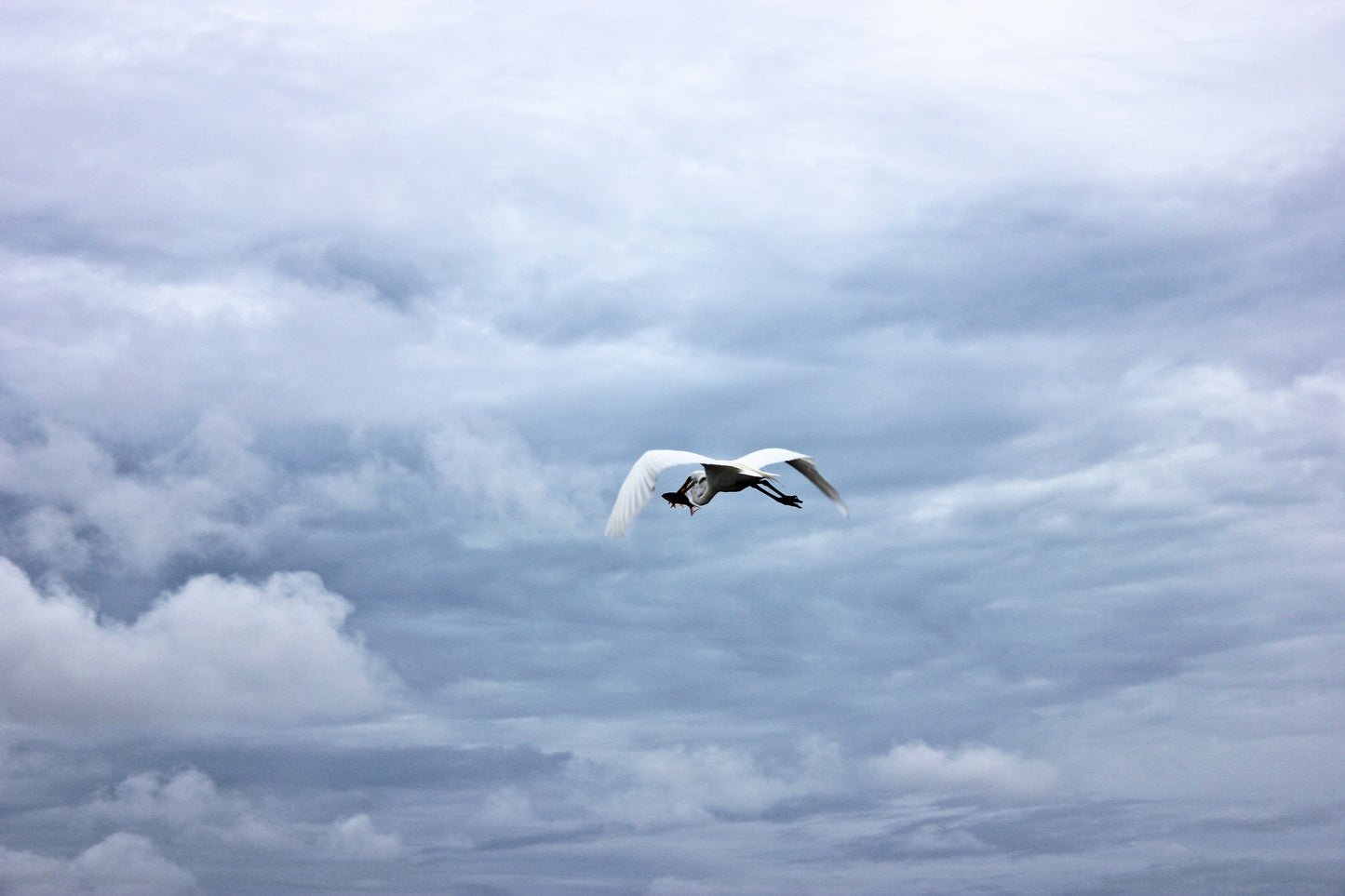 Catch of the Day - Art Print