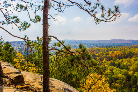 Sunny Vista - Art Print