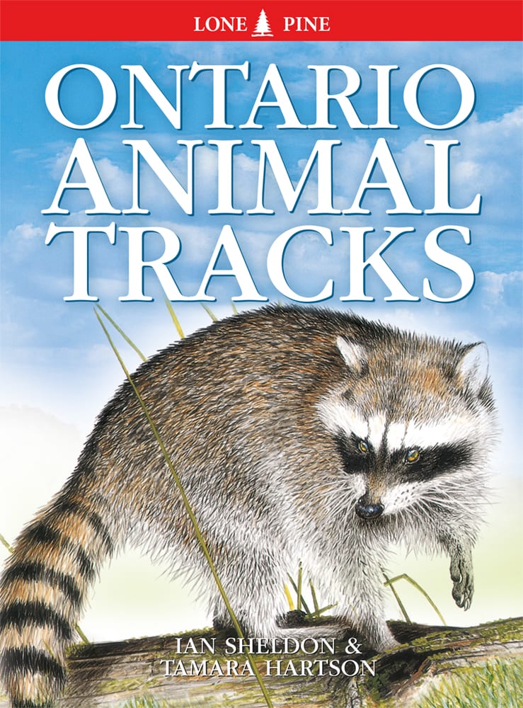 Ontario Animal Tracks