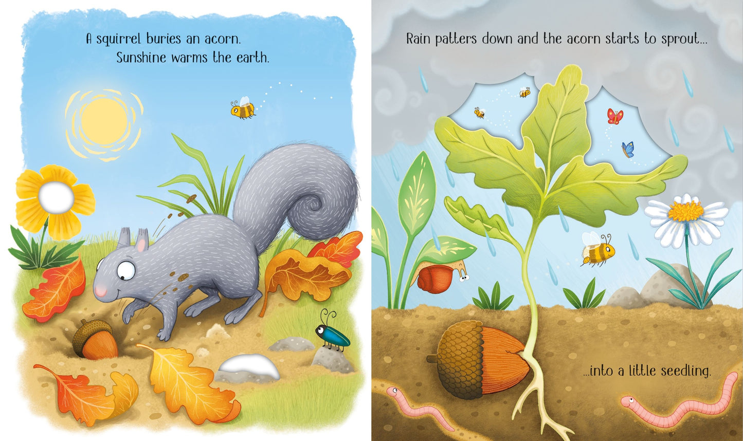 One Little Tree - Usborne Life Cycles Series - The Life Cycle of an Oak Tree