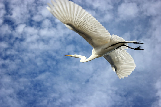 Flight Of The Egret - Art Print
