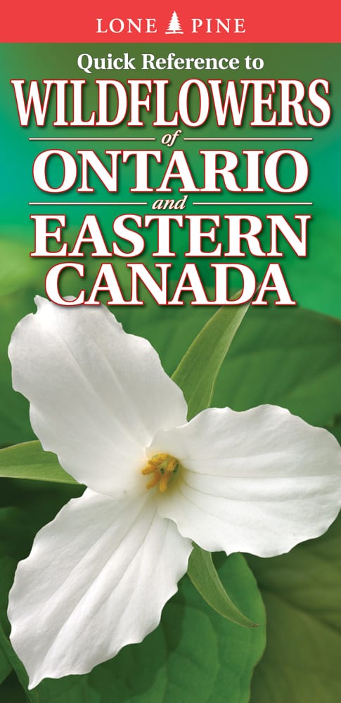 Quick Reference to Wildflowers of Ontario and Eastern Canada by Krista Kagume   BISAC: NAT013000  ISBN: 978-1-55105-908-2